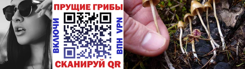 Псилоцибиновые грибы MAGIC MUSHROOMS  хочу наркоту  Мариинский Посад 
